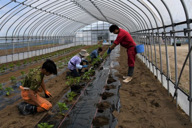 令和２年度　新規就農研修生を募集（再募集）　※締め切りました